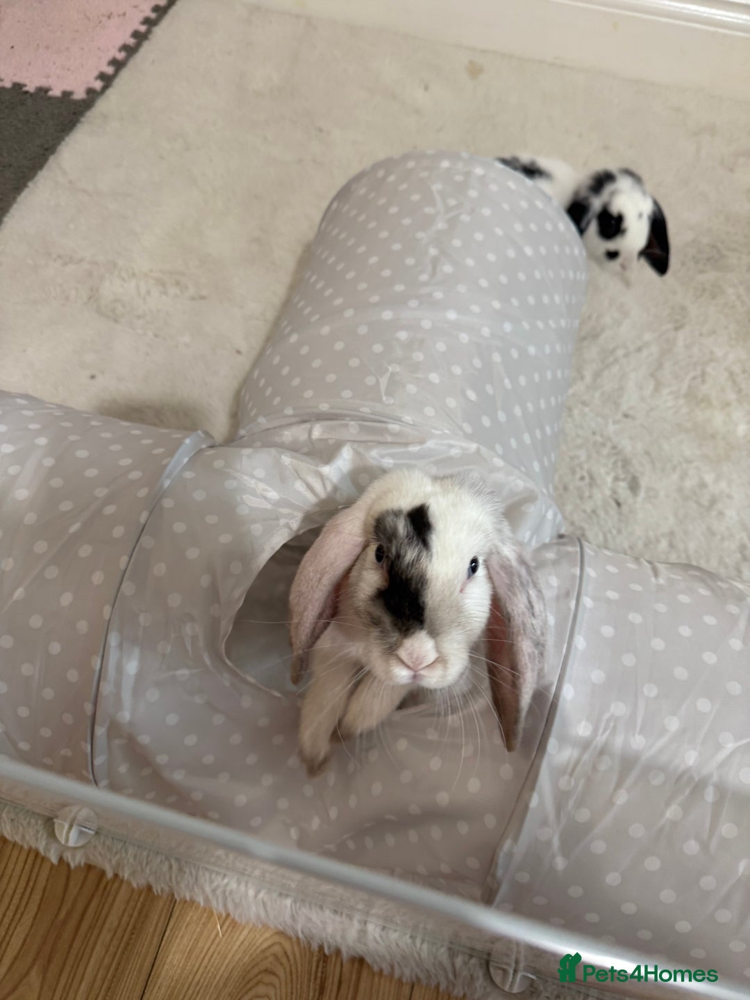 Mini Lop rabbits for sale: Mini lop rabbits for sale  - Image 5