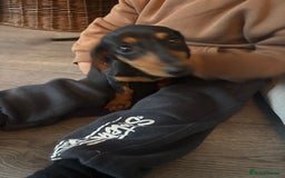 Miniature Dachshund dogs for sale: Beautiful miniature dachshund - Advert 7