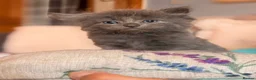 Mixed Breed cats for sale: 4 sunning long and short hair kittens - Advert 9