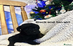 Toy Poodle dogs for sale: Toy poodles  - Image 3