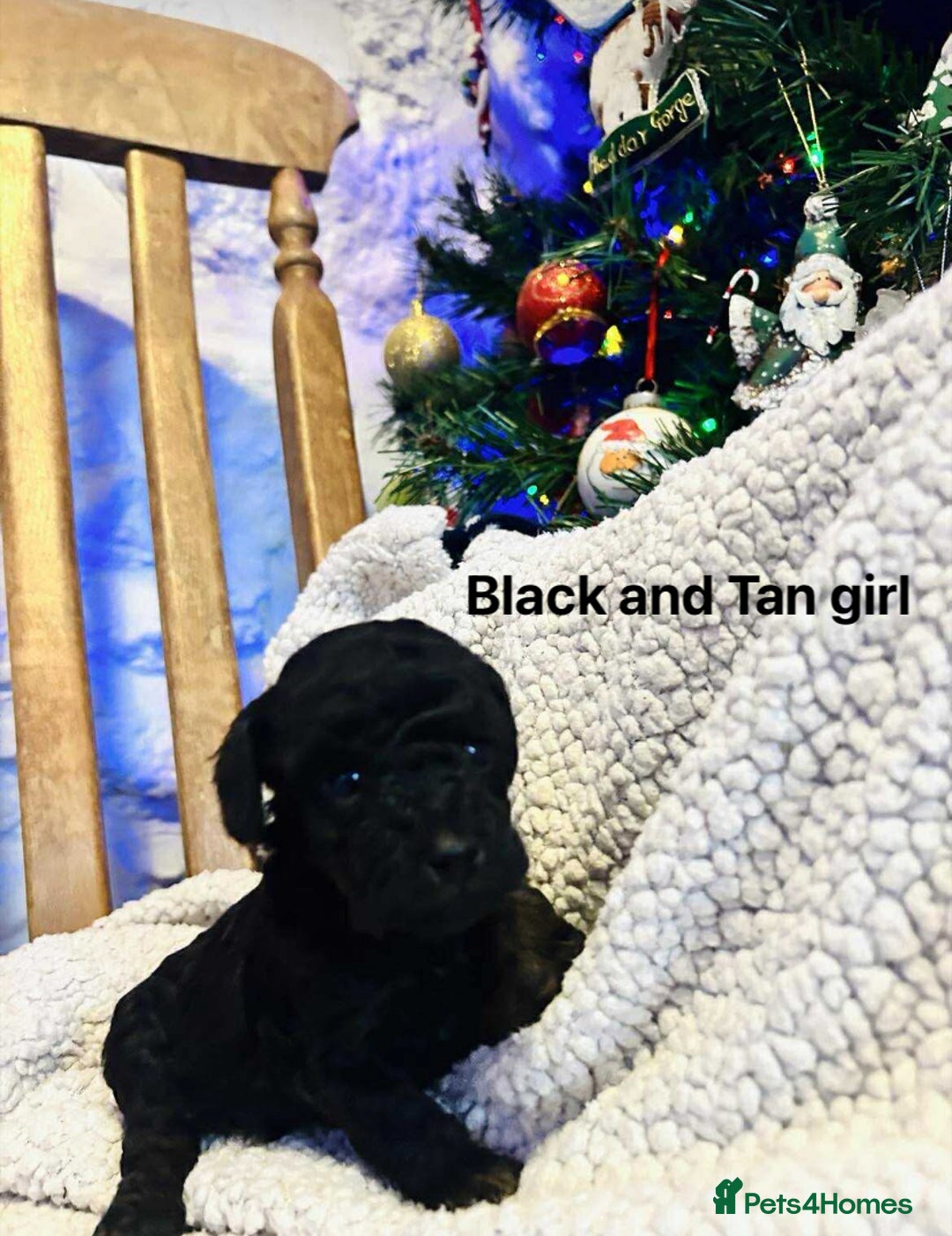 Toy Poodle dogs for sale: Toy poodles  - Image 3