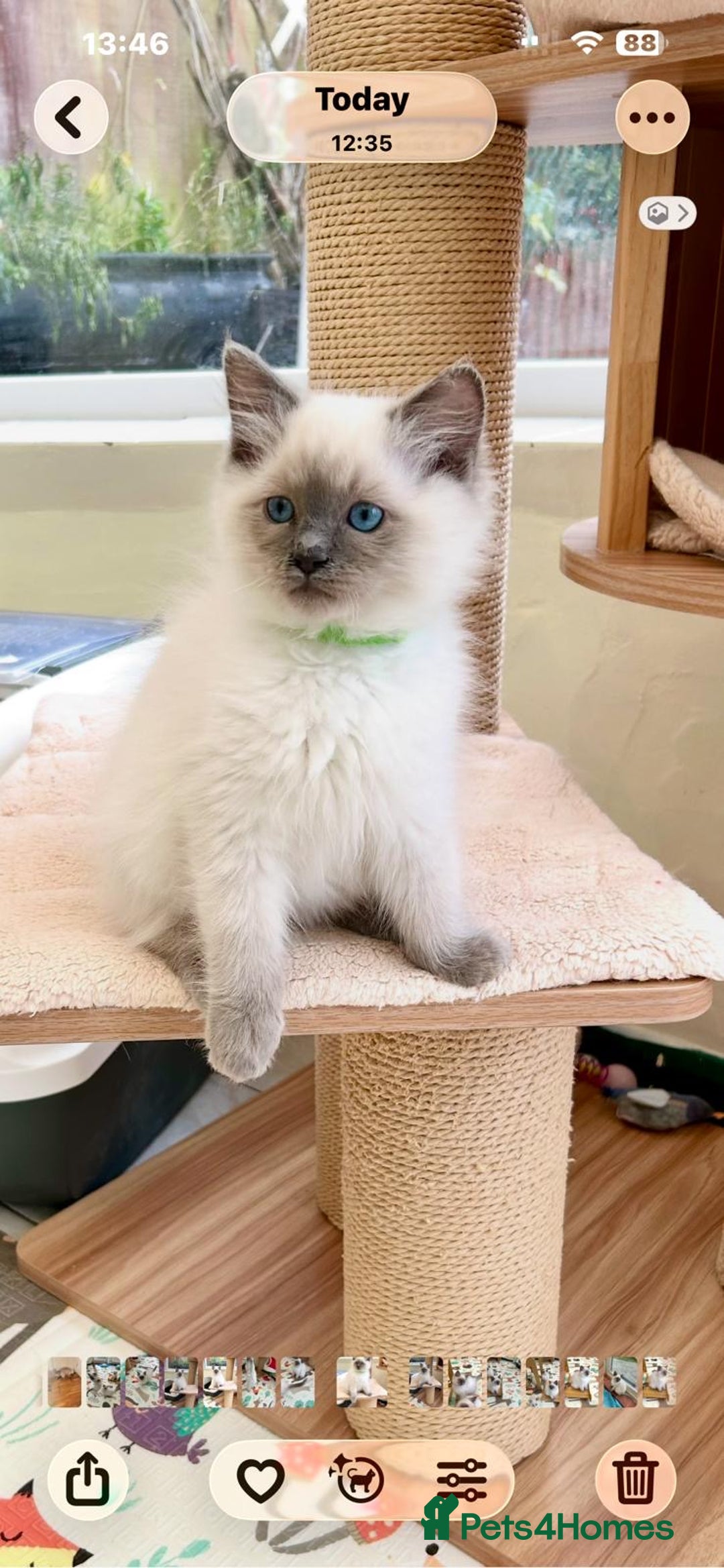 Ragdoll cats for sale: Gorgeous Fluffy Ragdoll Kittens  - Advert 2
