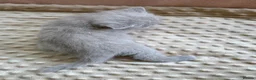 British Shorthair cats for sale: British Shorthair GCCF Registered Kittens in Barnsley - Advert 18