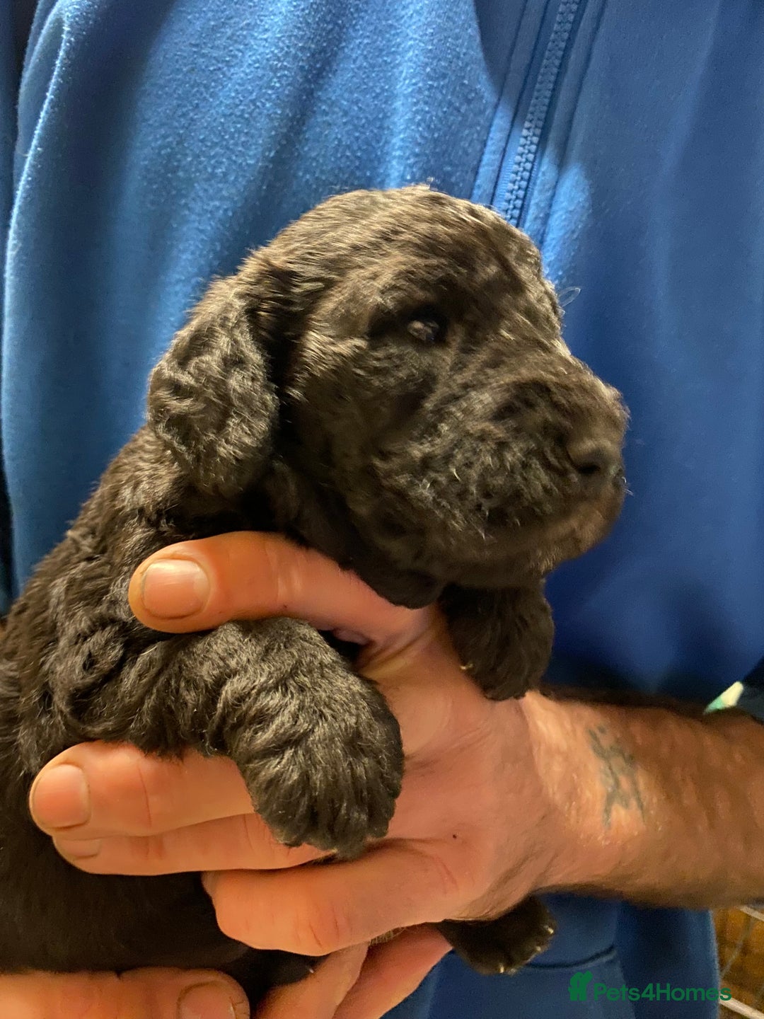 Bedlington Terrier dogs for sale: Beautiful Blue Boy  - Advert 3