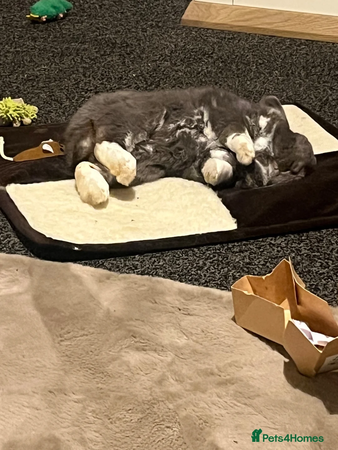 Mini Lop rabbits for sale: Beloved pet needing a new home.  - Advert 1