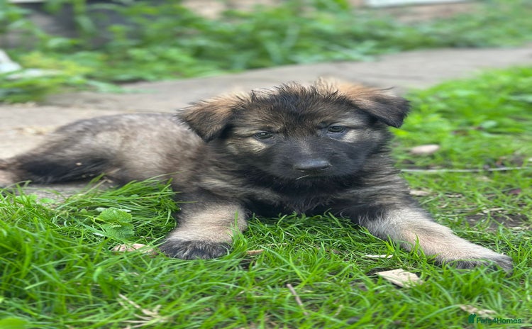 German Shepherd dogs - Advert 2