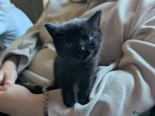 British Shorthair cats Half British shorthair kittens - Advert 1