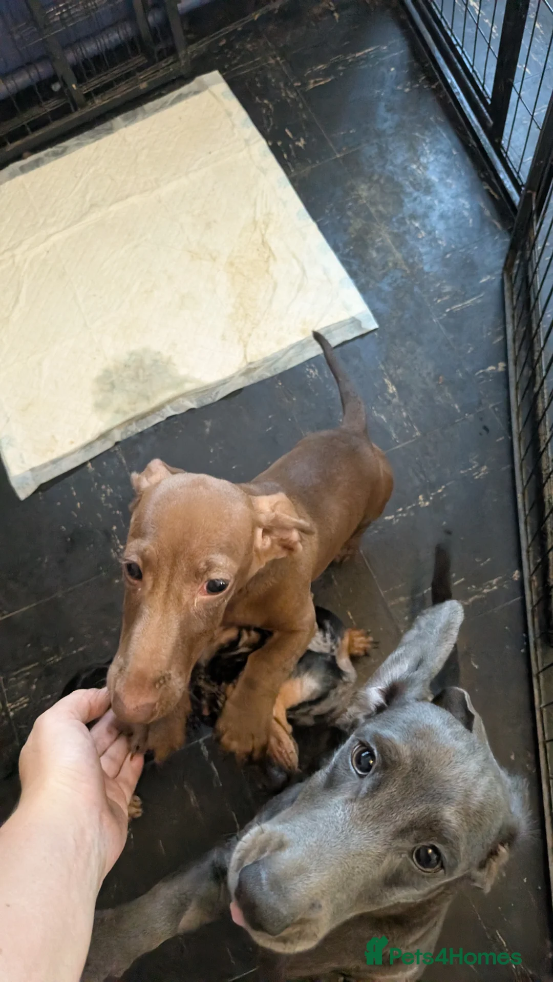 Dachshund dogs for sale: Dachshund puppy  in St. Neots - Advert 2