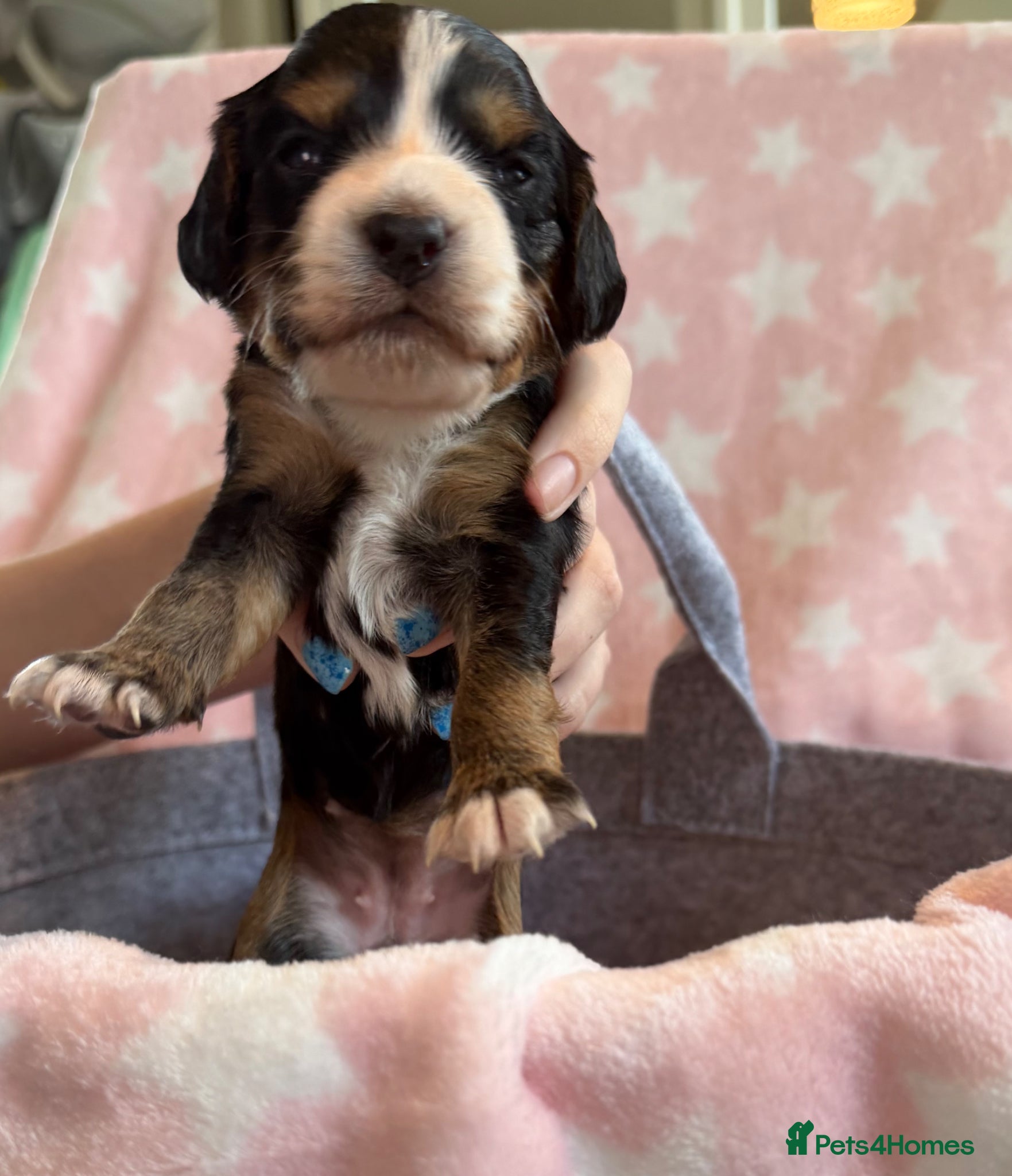 Cockapoo dogs F1B cockapoo puppies from my chocolate girl  - Advert 7