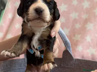 Cockapoo dogs F1B cockapoo puppies from my chocolate girl - Advert 1