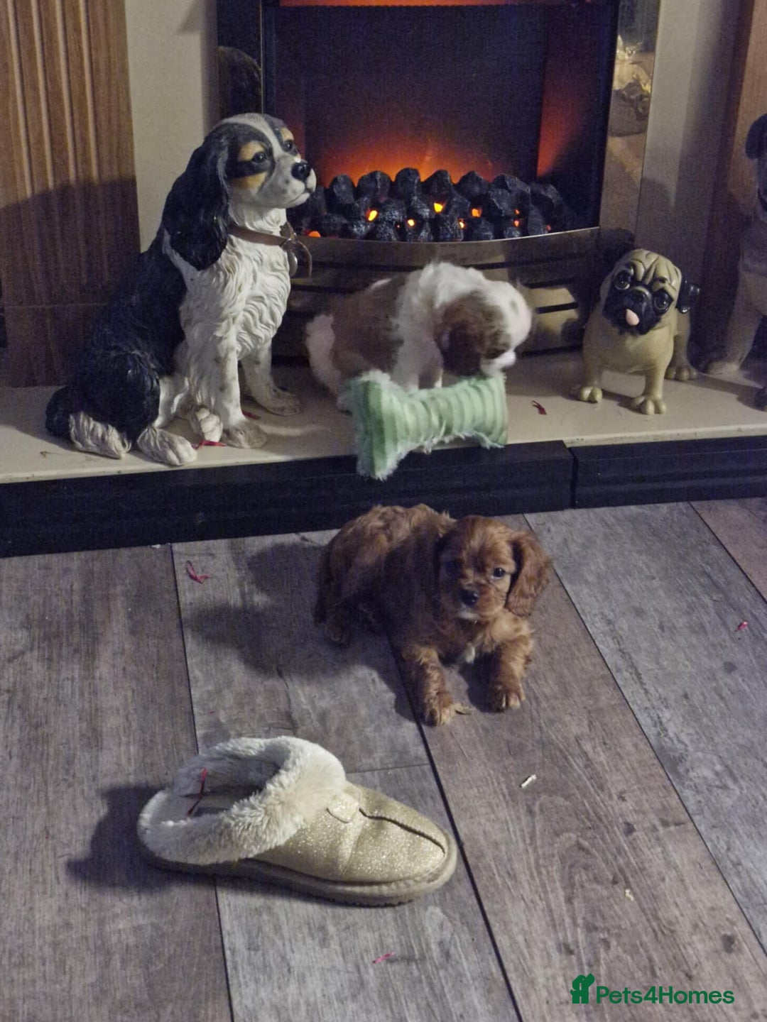 Cavalier King Charles Spaniel dogs for sale: Cavalier - Advert 5
