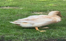 Ducks poultry for sale: Rare Buff Orpington Ducks For FREE to good home - Image 4