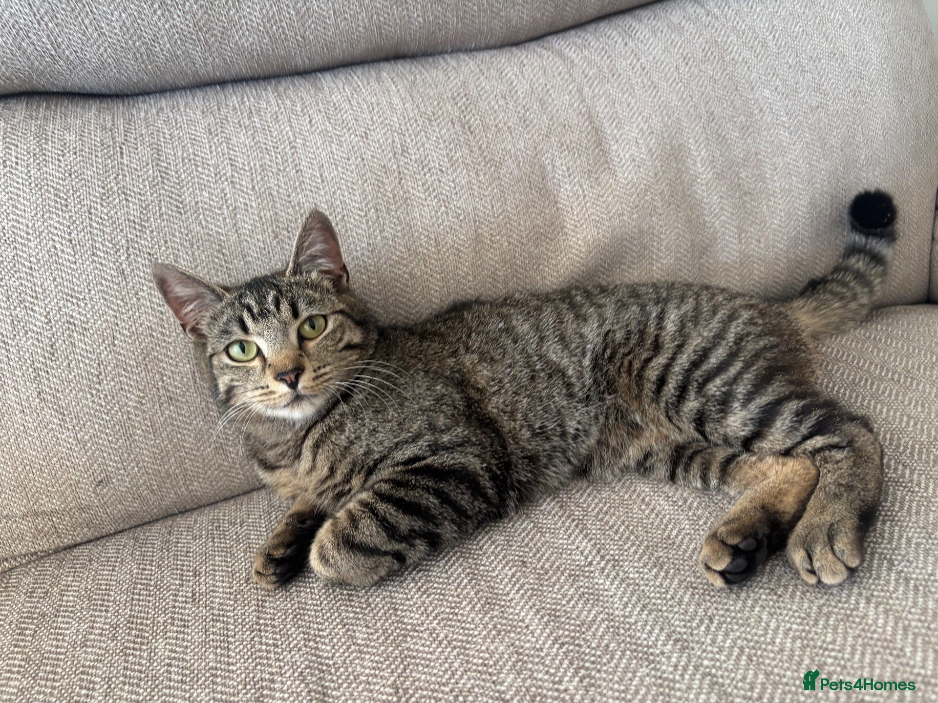 Mixed Breed cats Male kitten Raggamuffin/tabby mix  - Advert 1