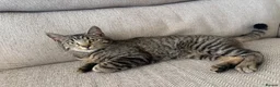 Mixed Breed cats for sale: Male kitten Raggamuffin/tabby mix  - Advert 1