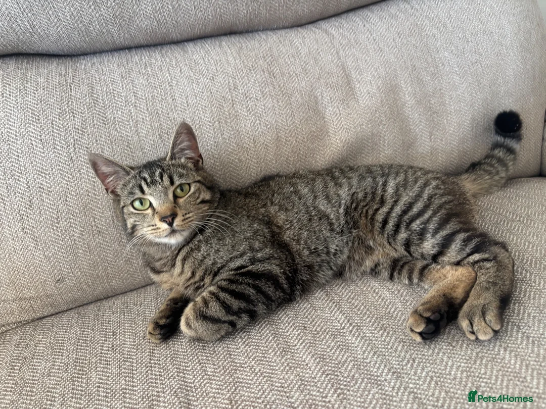 Mixed Breed cats for sale: Male kitten Raggamuffin/tabby mix  - Advert 1