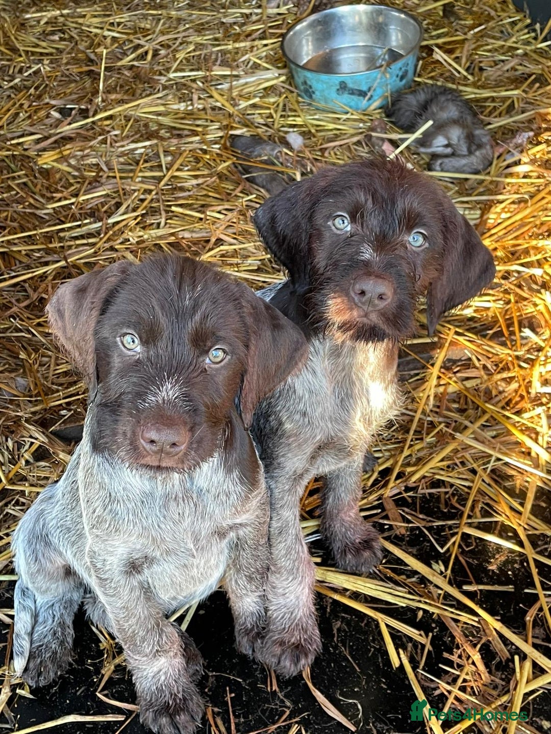 Mixed Breed dogs for sale: German pointer griffen pointer cross - Advert 6