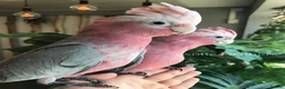 Cockatoo birds for sale: Cuddly Baby Galah Cockatoos For Sale in Bury - Advert 3