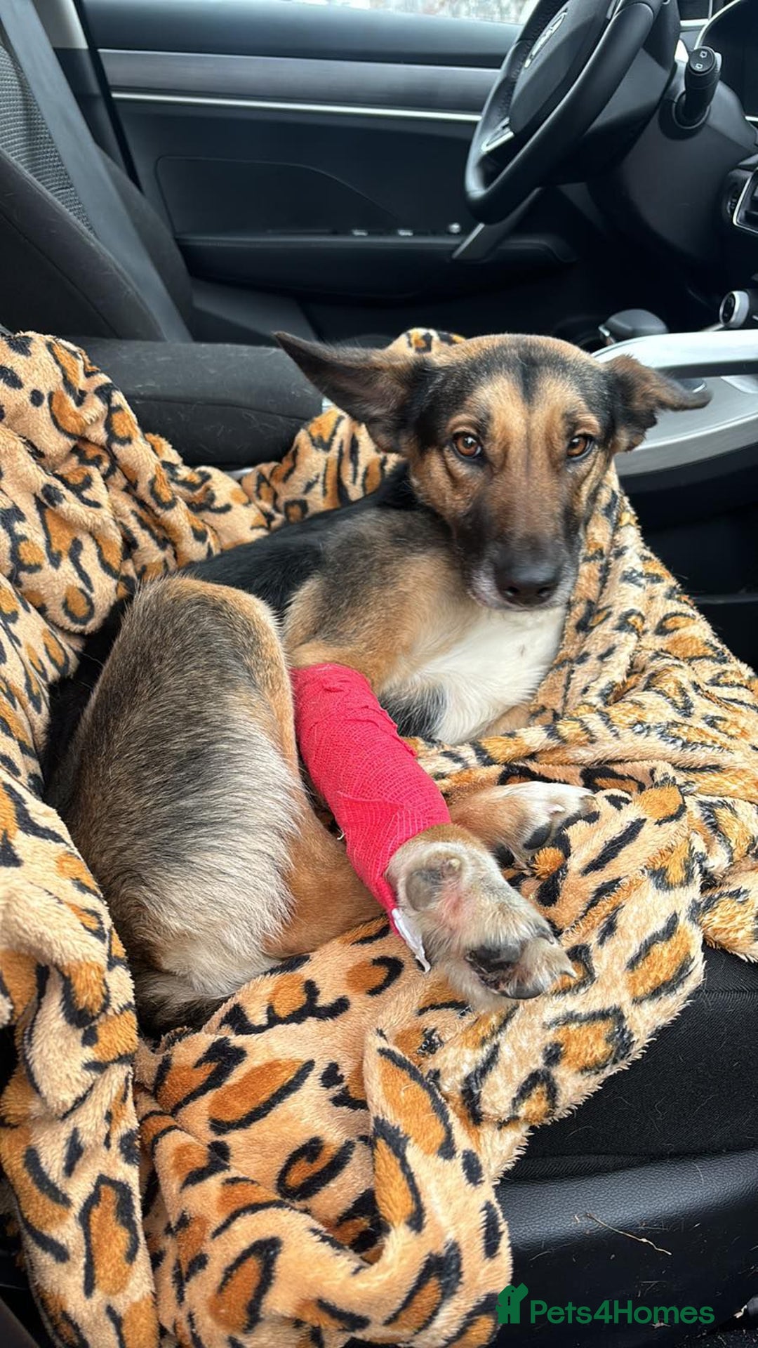 German Shepherd dogs for adoption: LEAH – Female German Shepherd - Advert 4