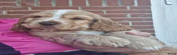 Cocker Spaniel dogs for sale: Simbawood Gold Cocker Spaniel - Advert 6