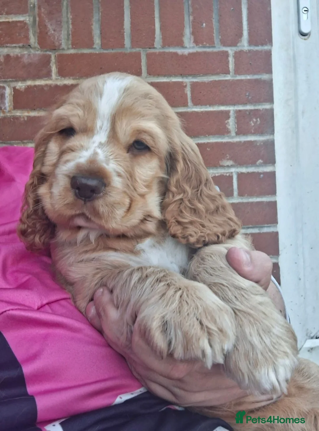Cocker Spaniel dogs for sale: Simbawood Gold Cocker Spaniel - Advert 6
