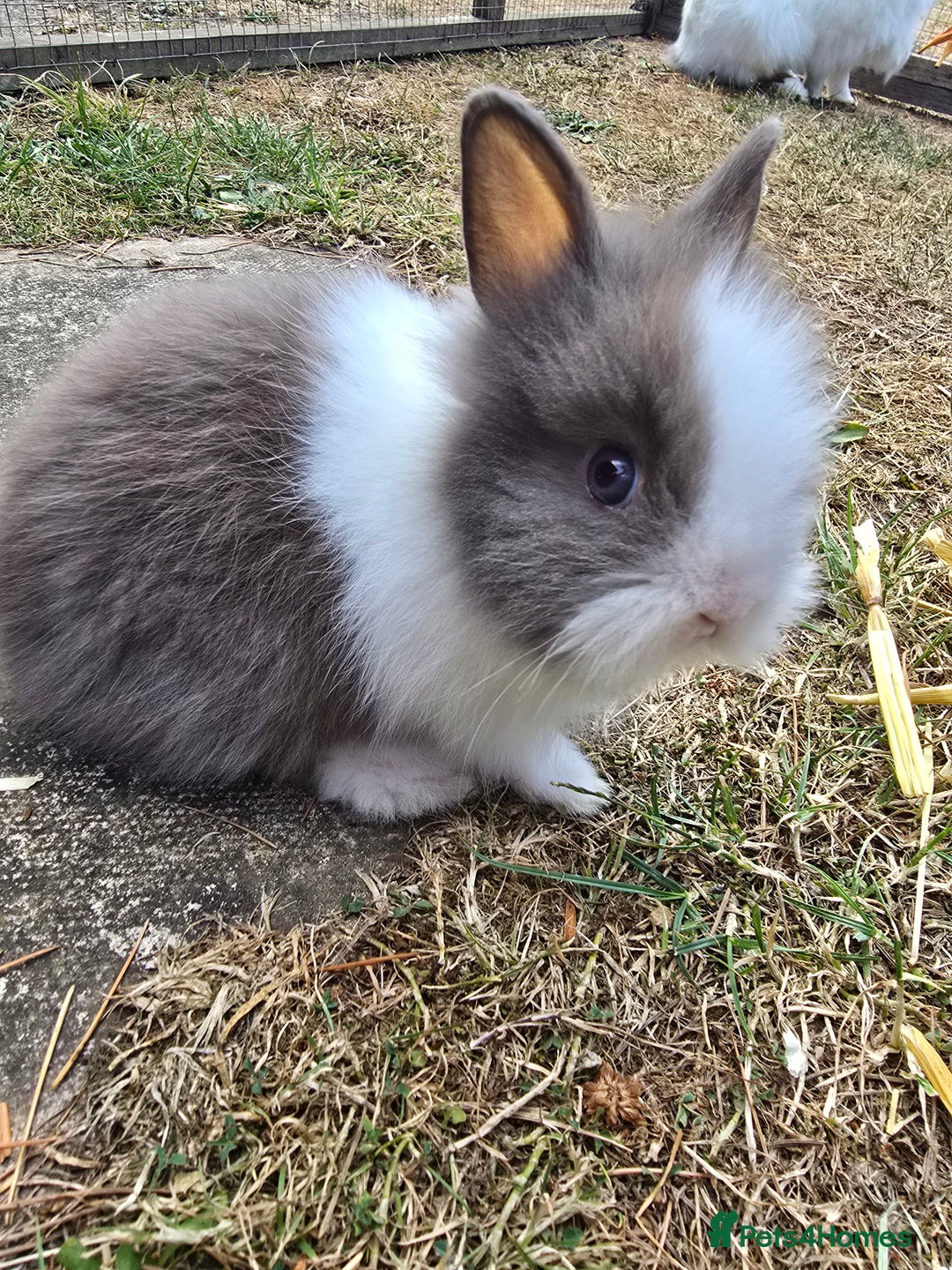 Lionhead rabbits for sale: Lionhead Bunnies - Image 7