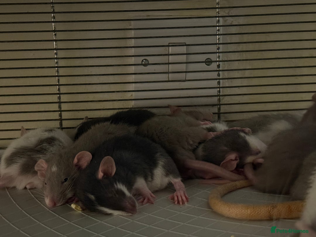 Rat rodents for sale: Adorable baby dumbo rats - Advert 2