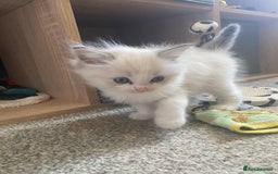 Ragdoll cats for sale: Gorgeous Bicolour Ragdoll kittens - Image 1