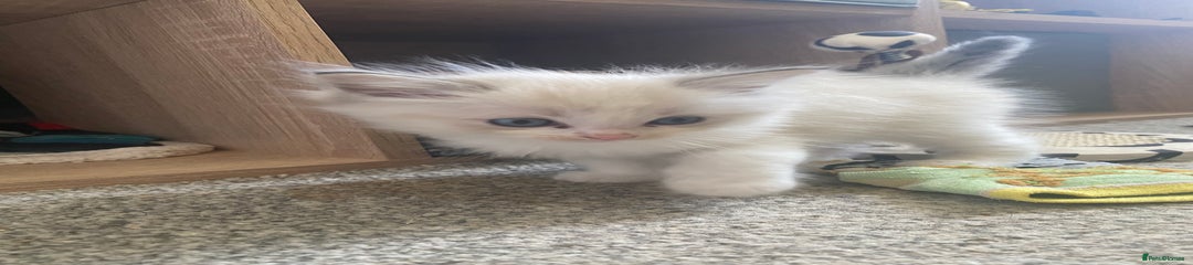 Ragdoll Kitten 1