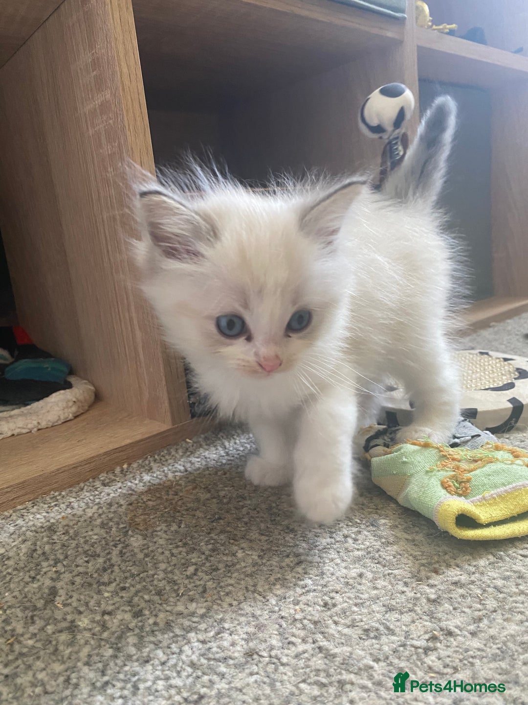 Ragdoll cats for sale: Gorgeous Bicolour Ragdoll kittens - Image 1