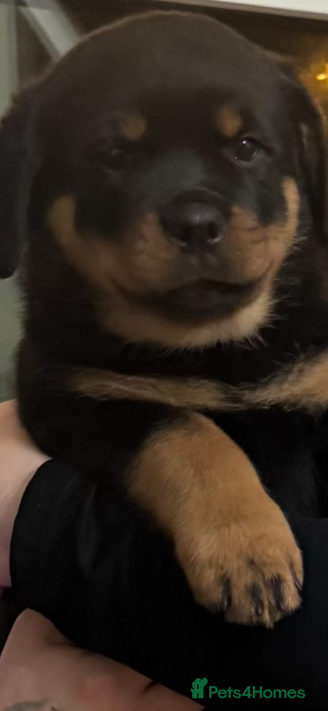 Rottweiler dogs for sale: Amber in the mist  - Advert 1