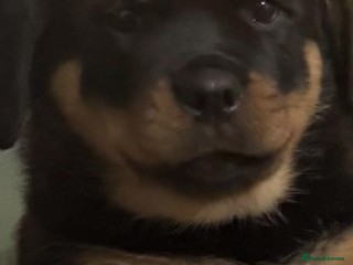 Rottweiler dogs Amber in the mist - Advert 5