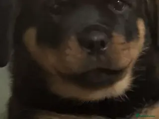 Rottweiler dogs Amber in the mist - Advert 9