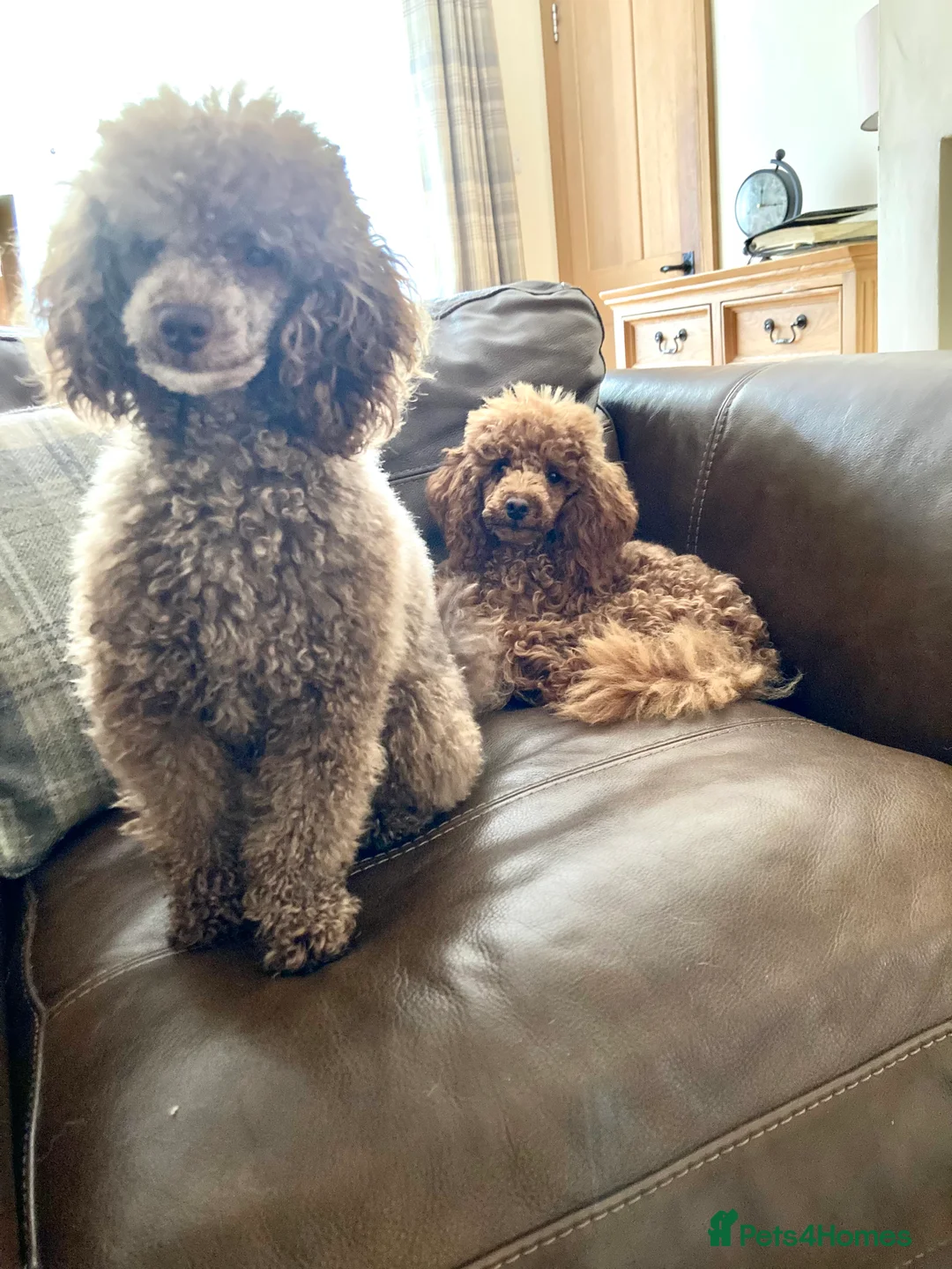 Poodle dogs for stud: Health tested KC chocolate Toy poodle stud  in Stevenage - Advert 19