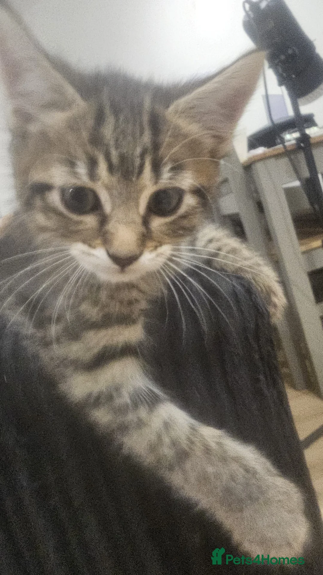 Aegean cats for sale: beautiful greek aegan kittens two males & one girl - Advert 2
