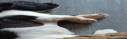 English Springer Spaniel dogs for sale: Springer spaniel - Advert 9