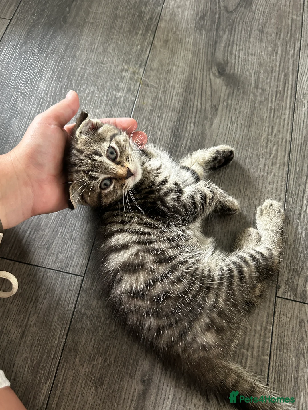 Mixed Breed cats for sale: 2 mixed breed Scottish fold kittens in Bilston - Advert 2