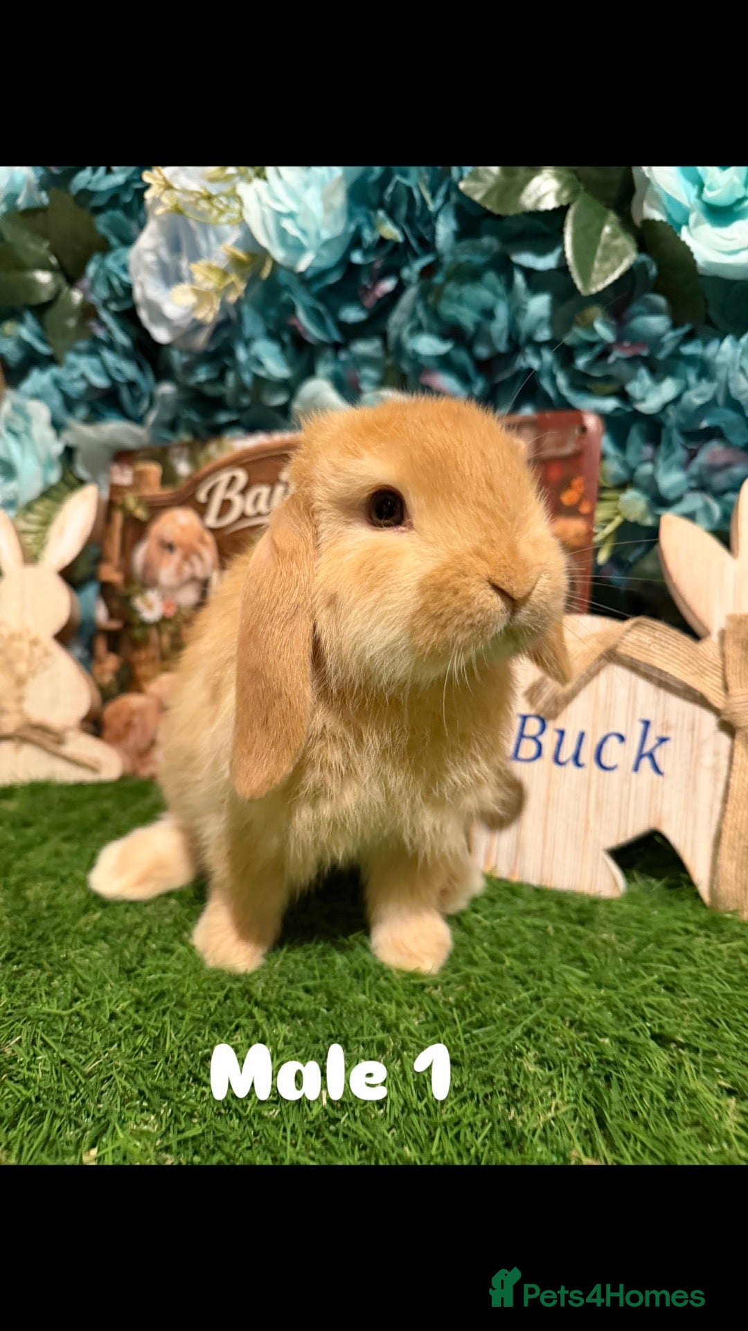 Mini Lop rabbits for sale: Minilops  - Advert 3