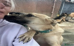 Mixed Breed dogs for adoption: Luanna - Norwich Norfolk  - Image 5