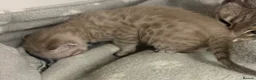 Serengeti cats for sale: Adorable Tica reg Serengeti kittens  in Keith - Advert 8