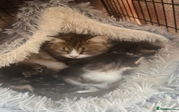 Mixed Breed cats for sale: 4 playful and funny kittens - Advert 18