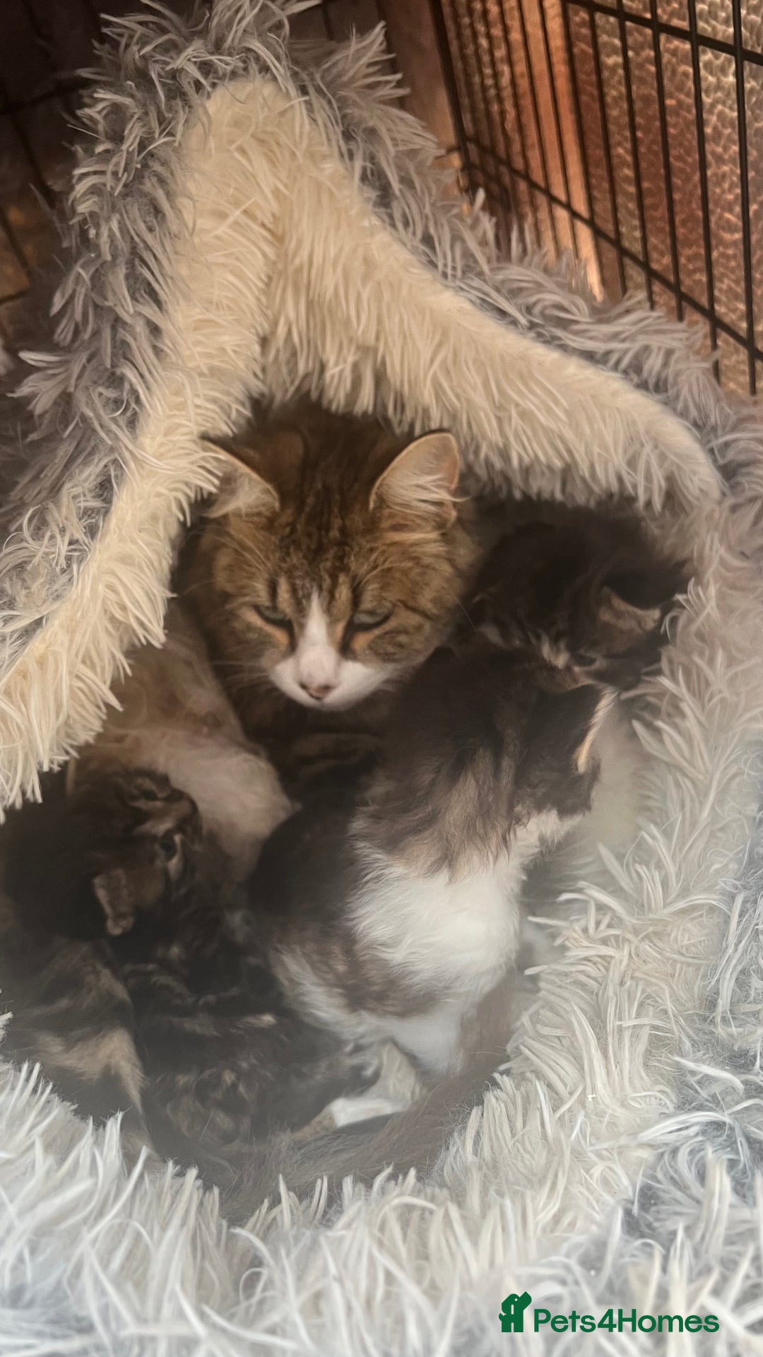 Mixed Breed cats for sale: 4 playful and funny kittens - Advert 18