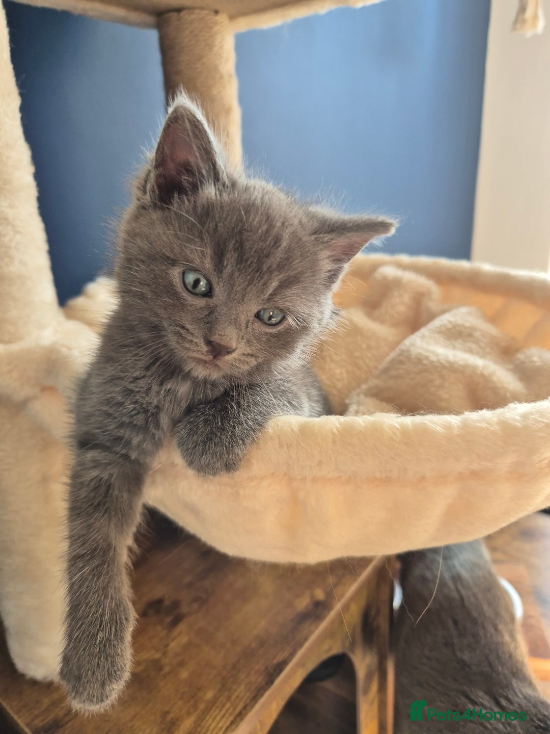 Mixed Breed cats for sale: Ragdoll cross kittens  - Image 4