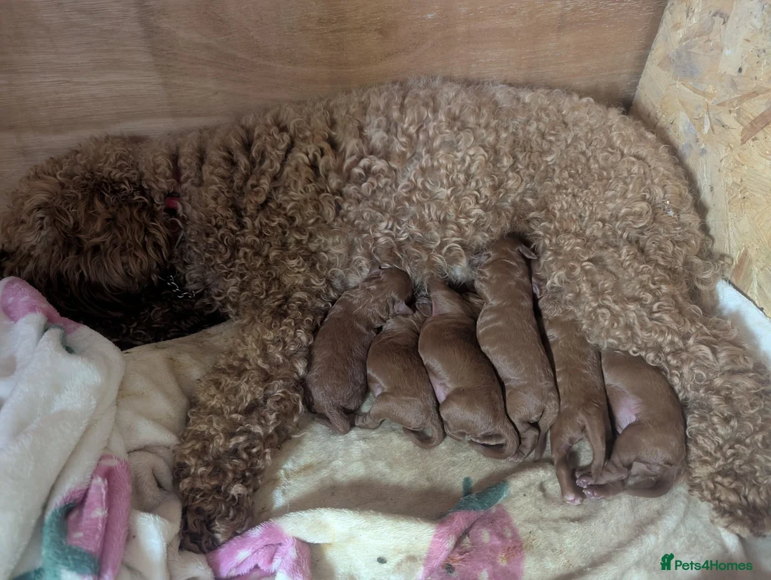 Labradoodle dogs for sale: F1B miniature labradoodle  in Skelmersdale - Advert 2