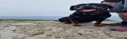 Rottweiler dogs for sale: Beautiful rottie looking for her forever home in Wednesbury - Advert 3