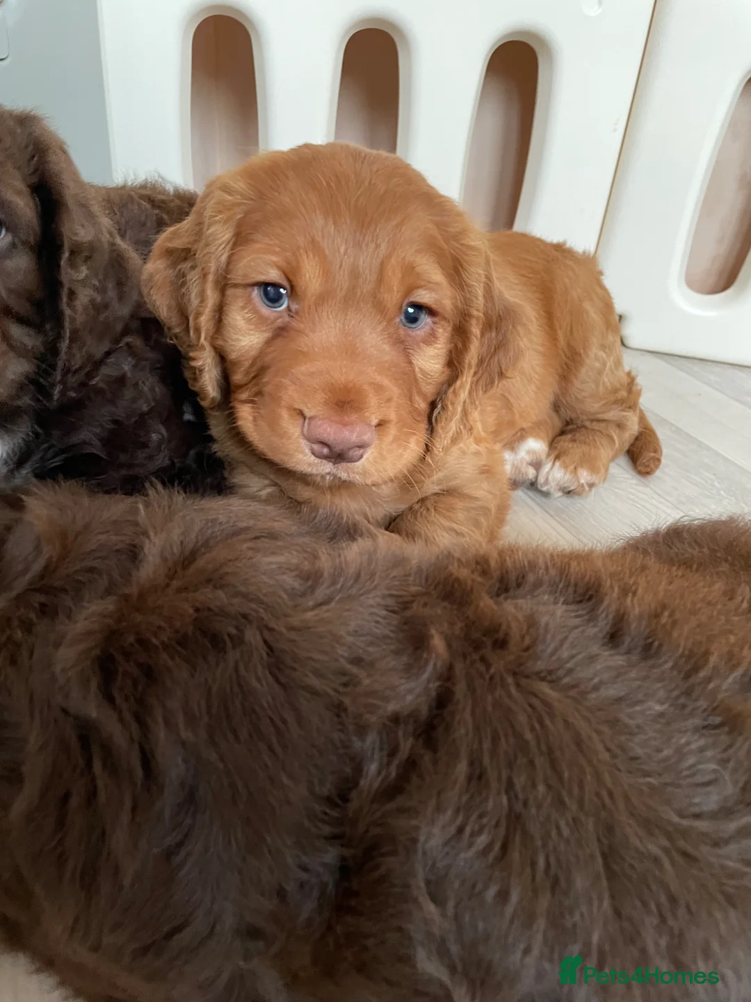 Cocker Spaniel dogs for sale: Strong Thick Coated Beautiful Working Cocker Pups - Advert 1