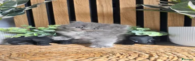 British Shorthair 2