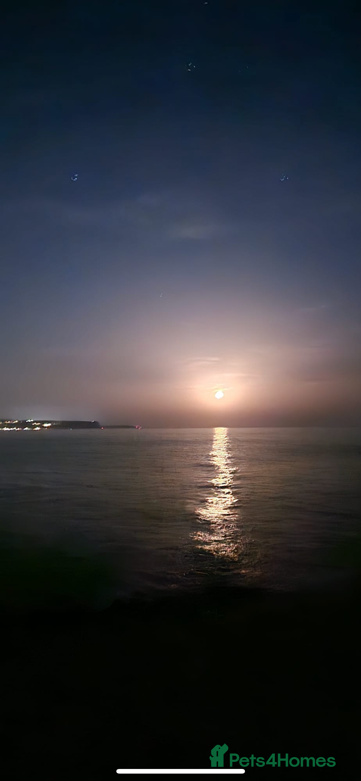 Mixed Breed dogs Beautiful Female Boxer cross. - Advert 3