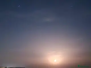 Mixed Breed dogs Beautiful Female Boxer cross. - Advert 3