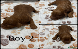 Cockapoo dogs for sale: Beautiful Fully Health Tested Cockapoos - Image 9