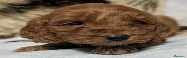 Cockapoo 6